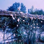 scan0012